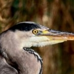 IMG_5055.jpg Cendré Etang Plounérin 22